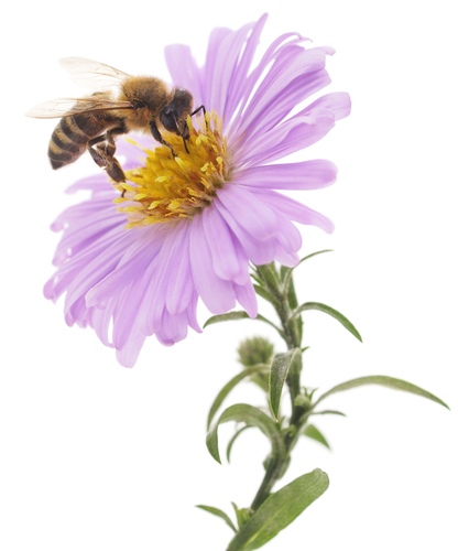 Image of a bee on a flower